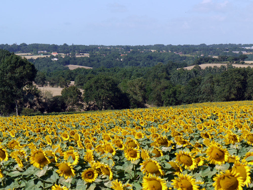 Fields of Sunflowers near Gites Les Chaffauds