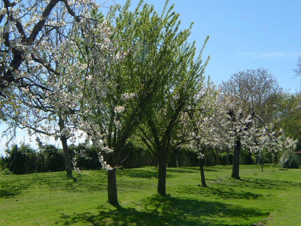 Cherry Orchard at Gite Tranquille
